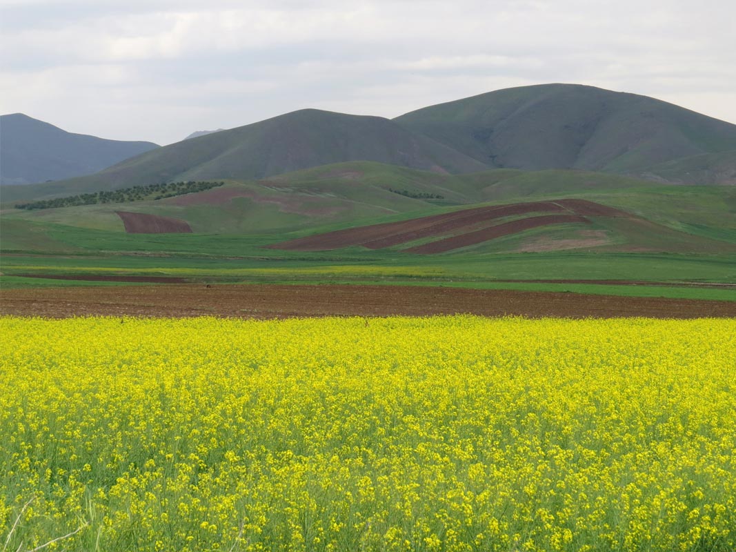KURDESTAN  DIARY