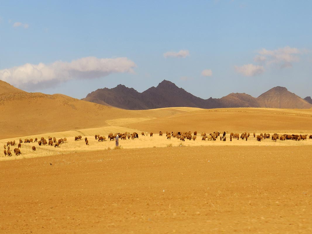 KURDESTAN  DIARY