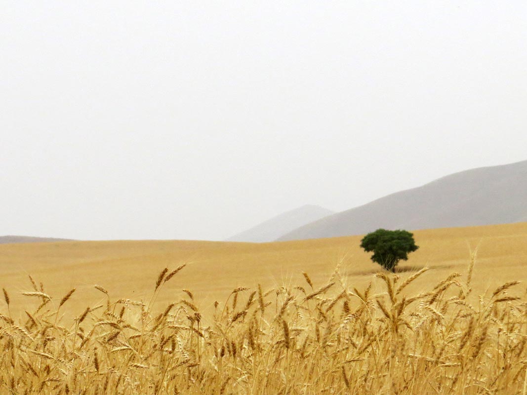 KURDESTAN  DIARY